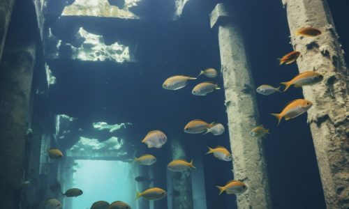 view-archeological-underwater-building-ruins-with-marine-life-fish